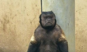 国字脸猴子“大壮”去世，曾因方脸“丑”出圈